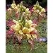 Gilliesii Bird of Paradise 10 Seeds -Caesalpinia-In/Out