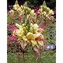 Gilliesii Bird of Paradise 10 Seeds