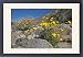 Framed Prints of Mexican Gold Poppies and Brittlebush (Encelia farinosa) grow between rocks in from Ardea Wildlife Pets