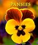 Pansies