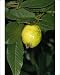 Photographic Prints of Jlm-2734 Guava - Fruit from Ardea Wildlife Pets