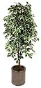 6ft Variegated Ficus with Twisted Natural Stem - Artificial Plant
