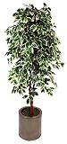 Review i-koncepts Ltd  / 6ft Variegated Ficus with Twisted Natural Stem - Artificial Plant