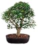 Brussel's Trident Maple Outdoor Bonsai Tree