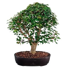 Brussel's Trident Maple Outdoor Bonsai Tree