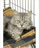 Photographic Prints of Cat. Tiffanie cat. Mother lying in cage with kitten (6 weeks old) from Ardea Wildlife Pets