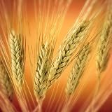 Wheatgrass Certified Organic Seeds 400 Seeds