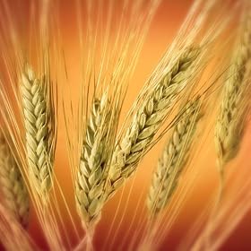 Wheatgrass Certified Organic Seeds 400 Seeds