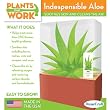 Indespensible Aloe Terrarium - Plants that Work Growing Kit by DuneCraft