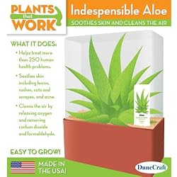Indespensible Aloe Terrarium - Plants that Work Growing Kit by DuneCraft