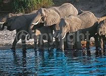 Elephant Family in Botswana Photography Art Poster Print by Roland Lobig, 28x20
