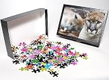 Photo Jigsaw Puzzle of Cougar, mountain from Danita Delimont
