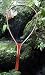Brodin: Pro Pere Marquette,Teak, Landing Net