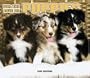For The Love Of Puppies Deluxe 2006 Calendar