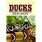 More Than Mallards