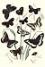 Kitchen & Housewares : Butterflies: H. Circe, H. Hermione, et al. Art Print Poster By W. F. Kirby, 18.75 " x 27.5 "