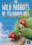 The Wild Parrots of Telegraph Hill