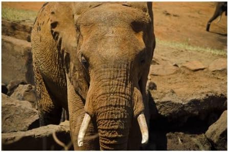 "My Africa - Safari With Elephant 16", Modern Self Adhesive Mural Wallpaper Wallsticker Decor Art Photo, 95" x 142" - 240 x 360 cm.