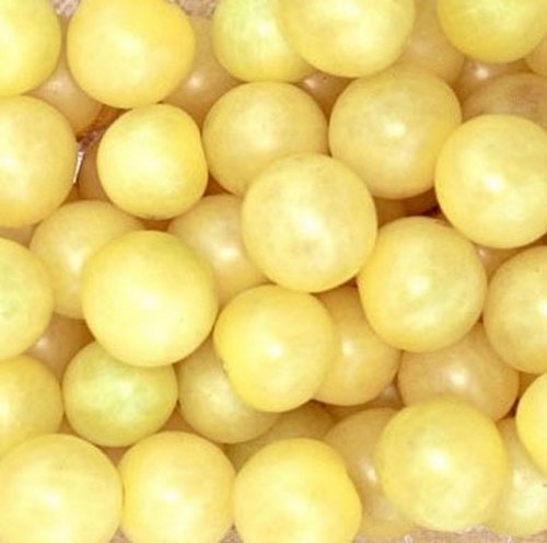 Snow White Cherry Tomato 4 Plants - Very Sweet!