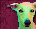 Whippet Art Print on Canvas