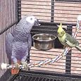 Booda Comfy Perch for Birds, Large 36-Inch, Colors Vary