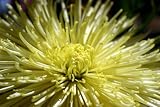 160 Stems of Yellow Fuji Mums