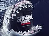 Shark Week's Impossible Shot