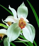 Cymbidium erthrostyllum