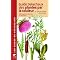 Pour d�buter en botanique