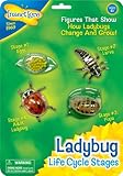 Insect Lore Ladybug Life Cycle Stages