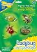 Insect Lore Ladybug Life Cycle Stages
