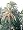 True Date Palm 15 Seeds
