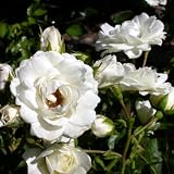 Eigenschaften Dachstauden  / Kleinbl. Kletterrose Waltz pflanzfertig mit Ökoballen