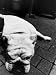 Bulldog Sleeping Animals Photographic Poster Print by Aflo, 12x16