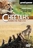 Cheetahs  Running for their Lives
