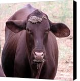 And you wonder why they call it mad cow disease Canvas Print - Canvas Art