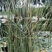 Graceful Dwarf Cattail 50 Seeds-Typha laxmannii-Aquatic