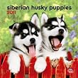 Siberian Husky Puppies 2011