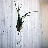 ぐるぐるサンキャッチャー：ボールMとエアプランツのセット（チランジアとホルダーセット）