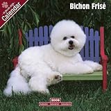 Bichon Frise 2009 Wall Calendar 12 X 12