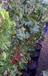 Zinfandel Grape Vine Five Gallon Plant
