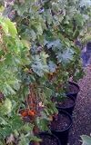 Zinfandel Grape Vine Five Gallon Plant