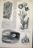 Flora Fauna Tulip Humming Birds Flower Lily Church 1851 Humming Birds