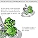 Four Leaf Clover Heart Shaped Swarovski Elements Crystal Rhodium Plated Ring (Green)