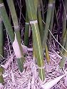 Multiplex Silverstripe Clumping Bamboo, Live Tropical Bamboo Plant, Superior Landscape Bamboo, Hedge and Privacy Screen, Pot Culture, Indoor/Outdoor Use, Unique Gift, Large Pot or Landscape Plant, Evergreen, Perennial Clumping Grass, Cold Hearty 12F