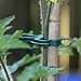Sago Brothers 40 PCS Plant Clips Garden Clips for Tomato Cage, Tomatoes Clips Plant Support Clips for Bamboo Stakes, Climbing Plants, Vines, Gentle Plant & Flower Trellis Clips for Plant Stalks, Stems