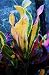Tropical Favorite Croton Plants Dwarf Corkscrew Mammy Economical Starter Pack