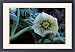Framed Prints of Hardy Hellebore x Hybridus - surviving frost from Ardea Wildlife Pets