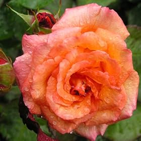 ROSE TINA TURNER-Ideal Gift For Fathers Day Plant & Flower Gifts For Dad,Father and for all occasions