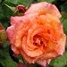ROSE TINA TURNER-Superb Christmas Plant Gift For Tina Turner Fans, Great Gift For Dad,Father,Him